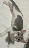Etta