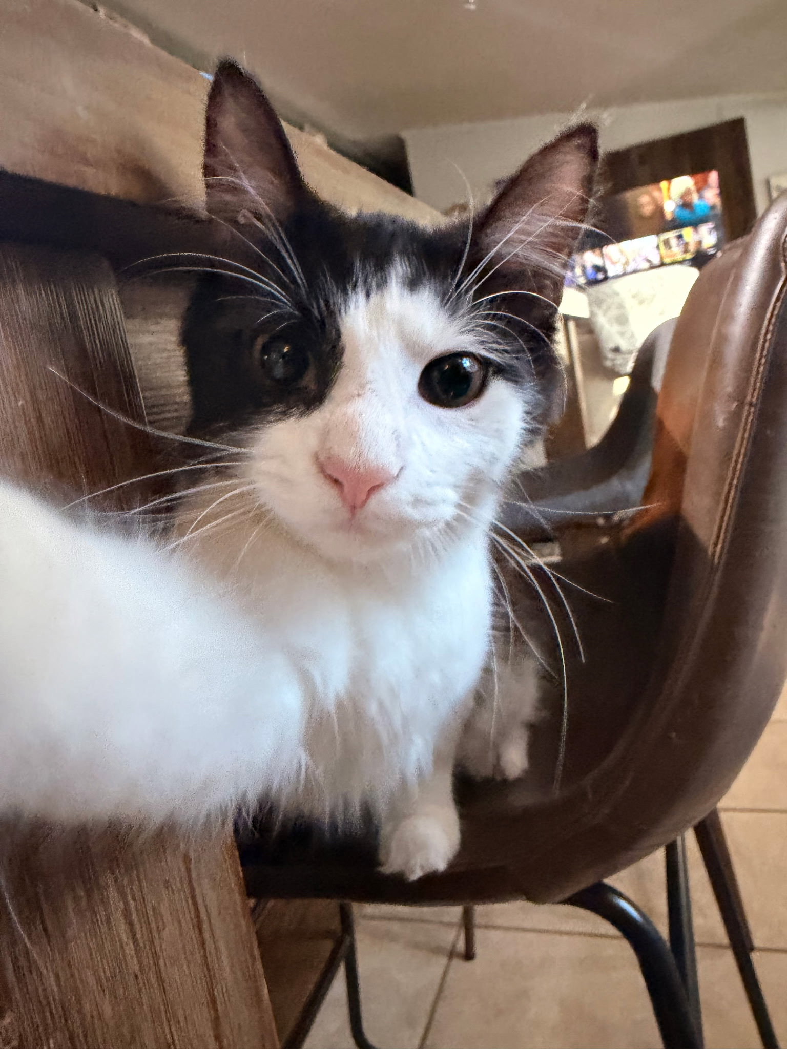 Jekyll
