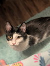 Jekyll