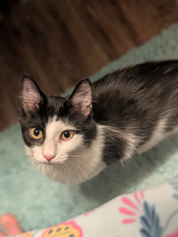 Jekyll