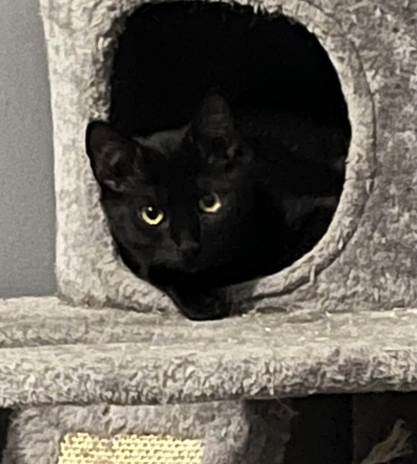 Oolong, Domestic Short Hair