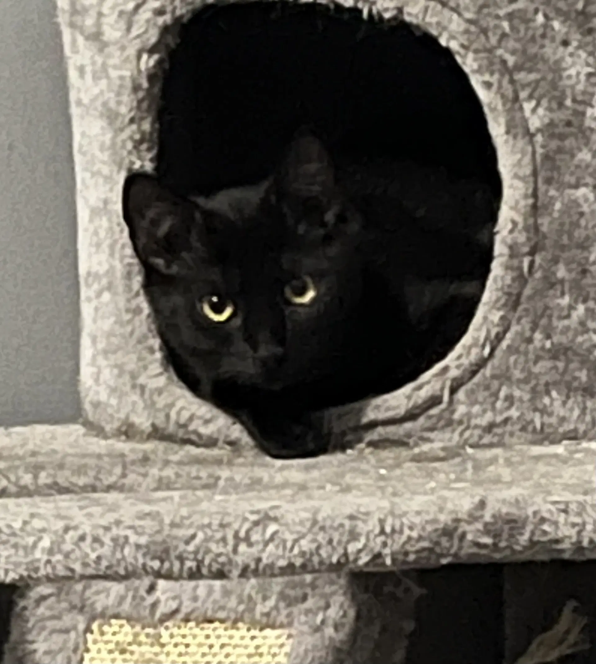 Oolong - Domestic Short Hair