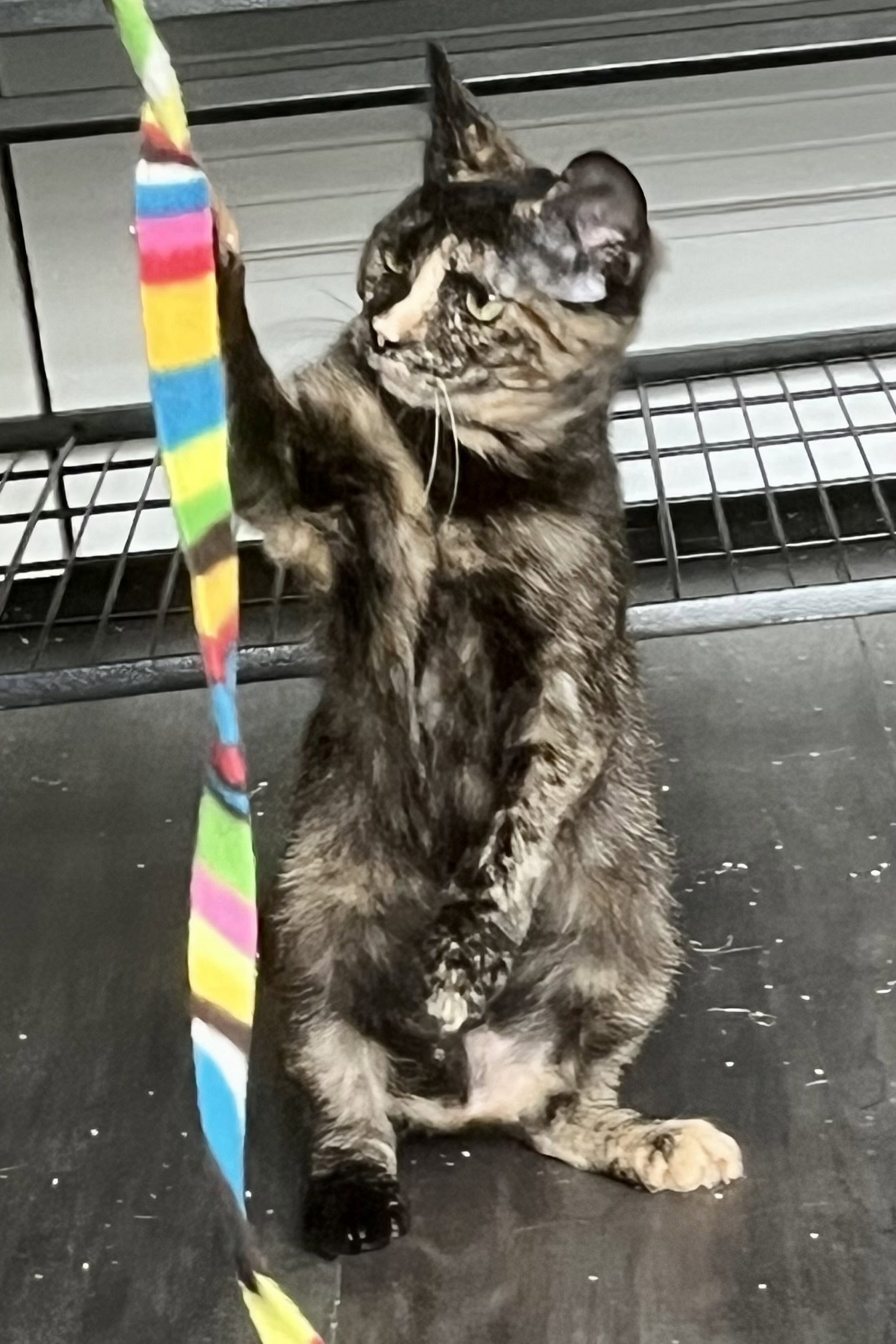 Chamomile, Domestic Short Hair