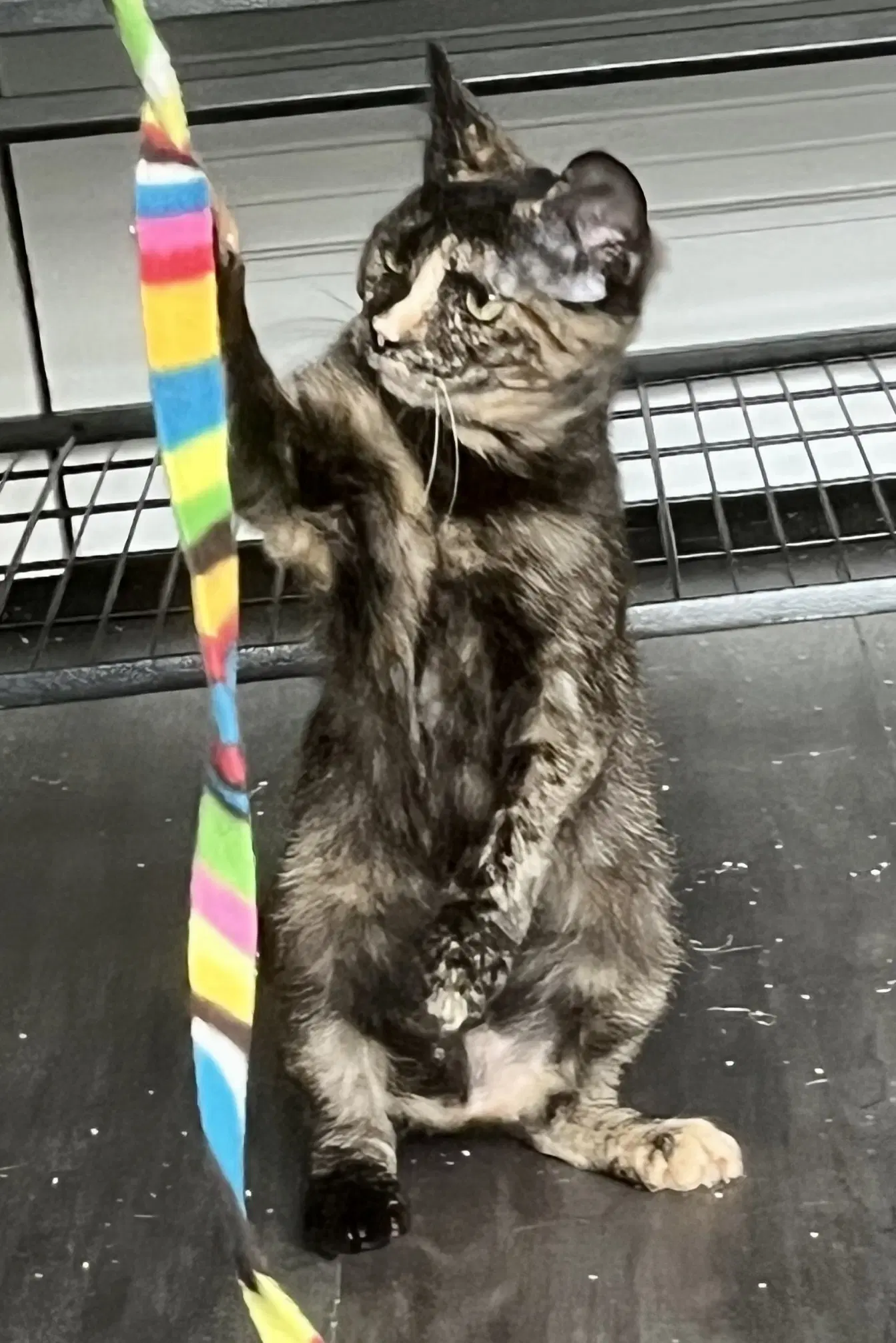 Chamomile - Domestic Short Hair