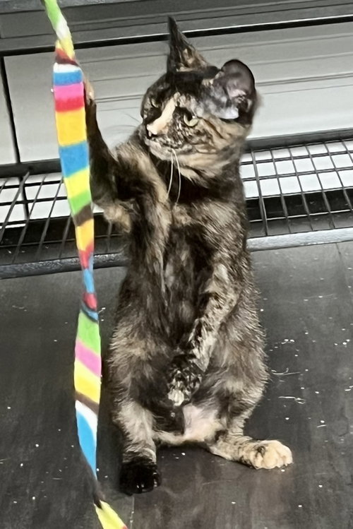 picture of the cat needing adoption