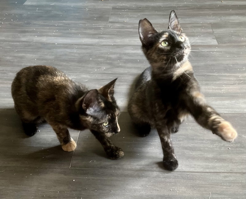 Chamomile, an adoptable Domestic Short Hair / Mixed (short coat)