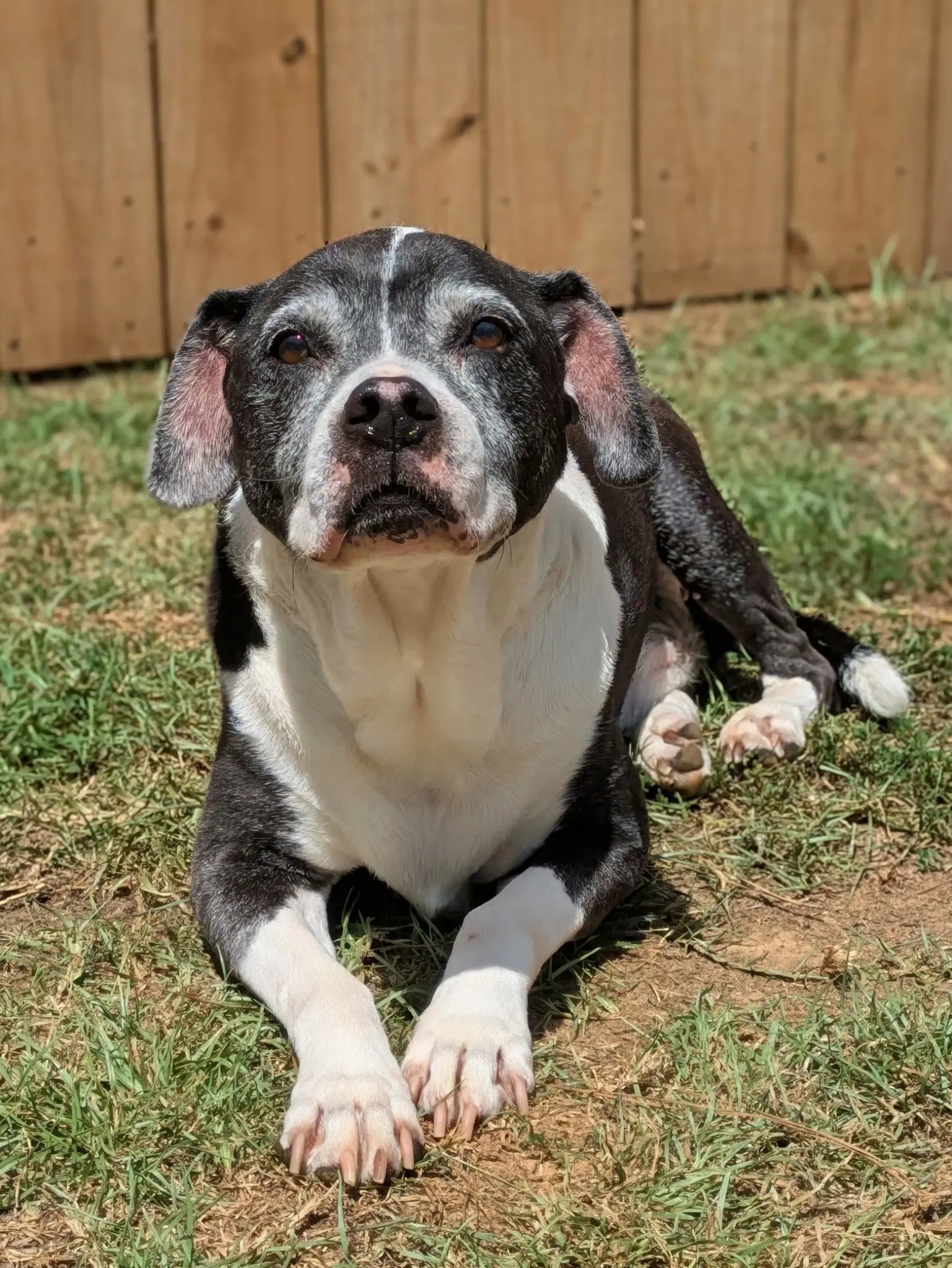 Harlan - American Pit Bull Terrier