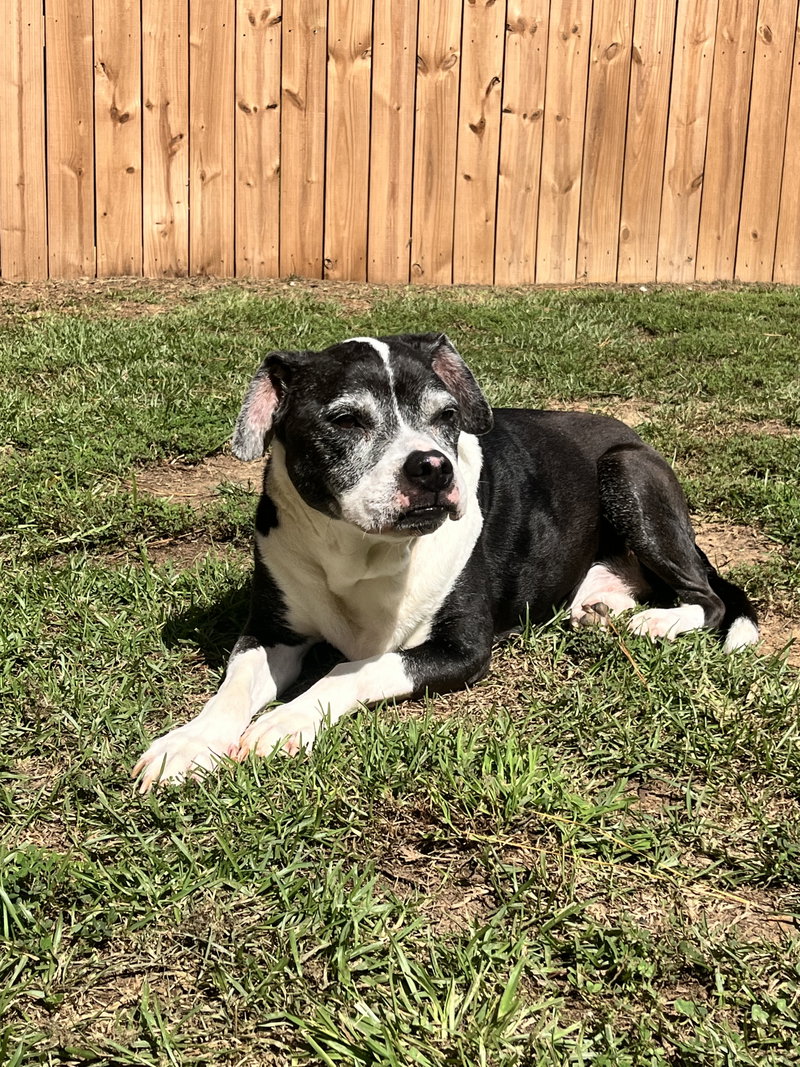 Harlan, an adoptable American Pit Bull Terrier / Mixed (short coat)