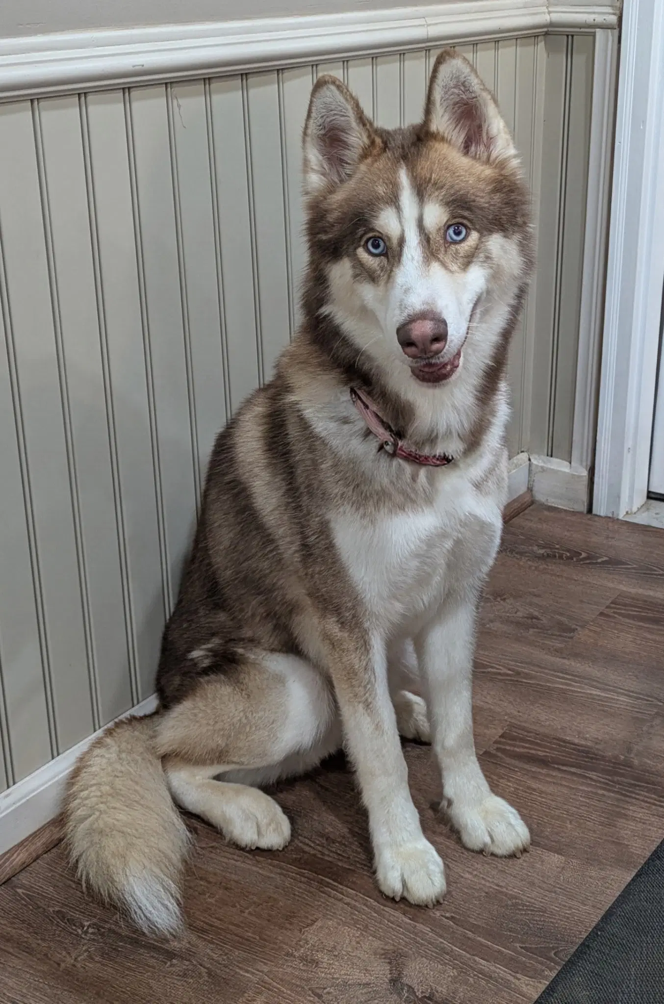 Timber - Husky