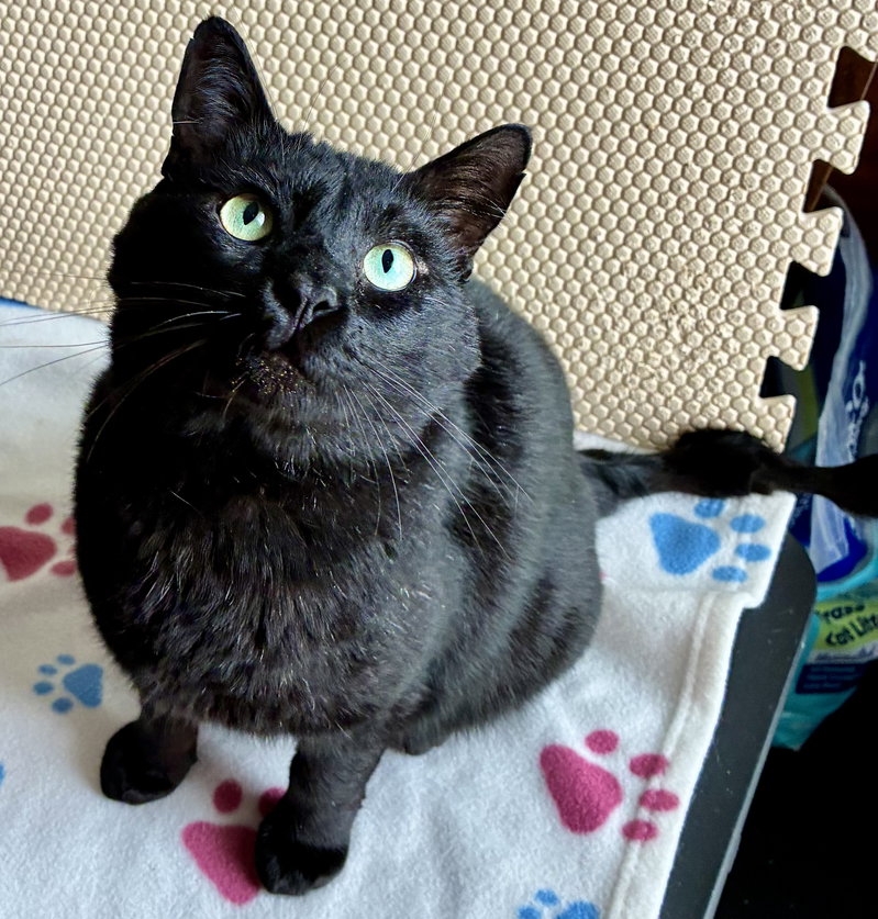 Esteban, an adoptable Domestic Short Hair / Mixed (short coat)