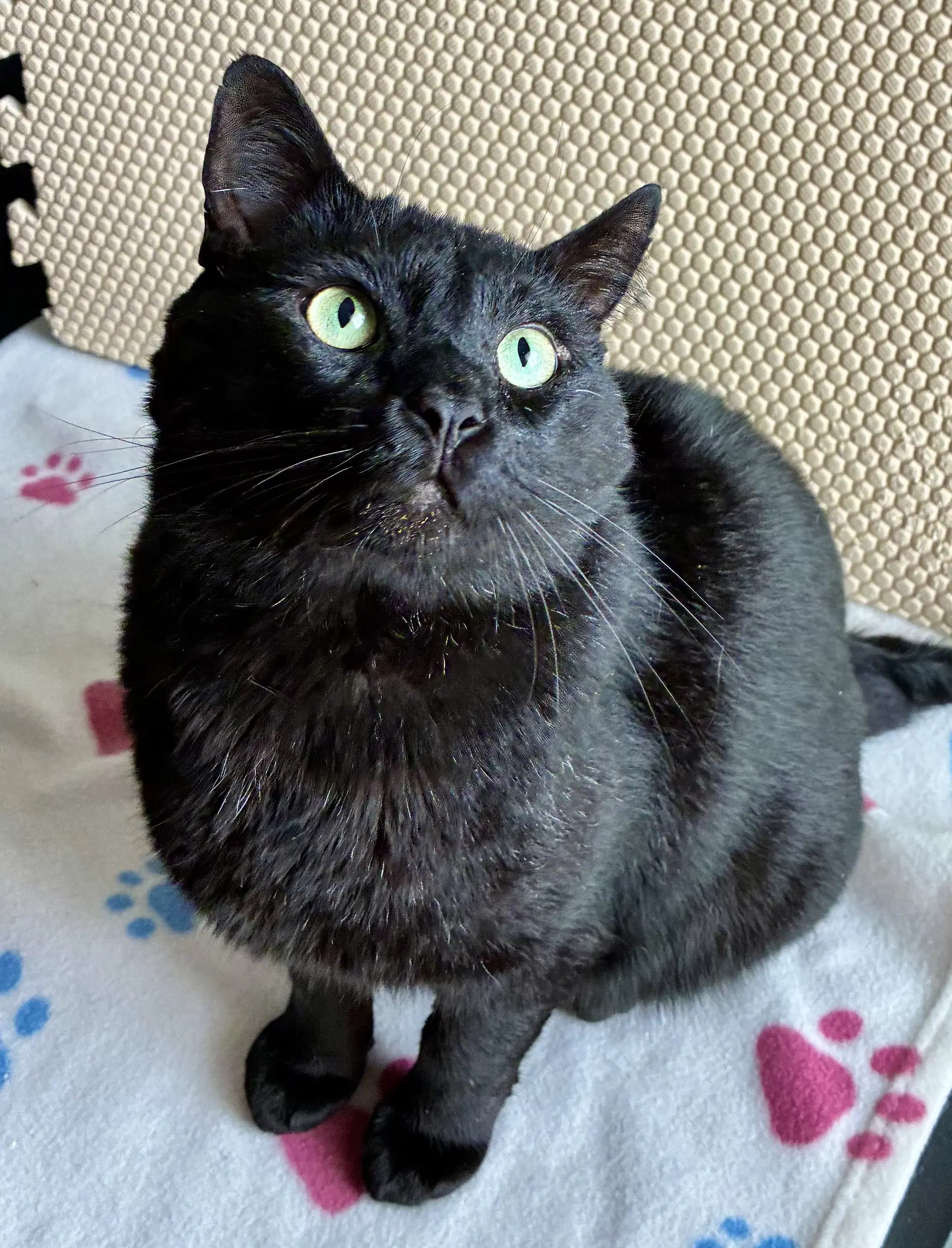 Esteban - Domestic Short Hair