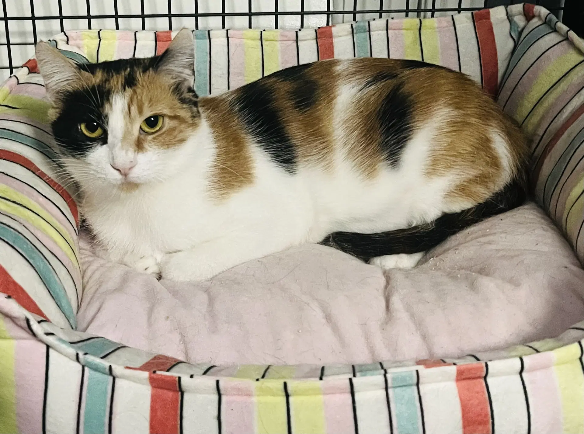 Chrysanthemum - Domestic Short Hair