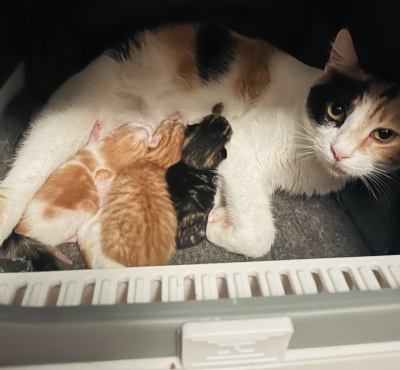 ChrysantheMum, an adoptable Domestic Short Hair / Mixed (short coat)