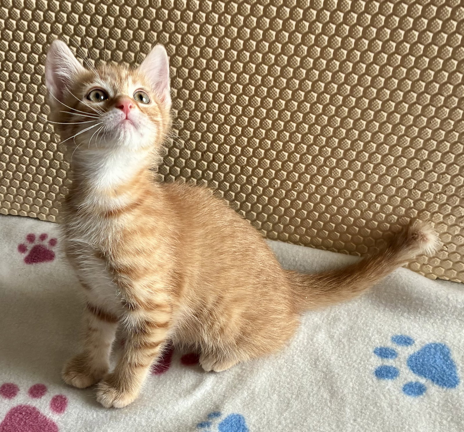Marigold