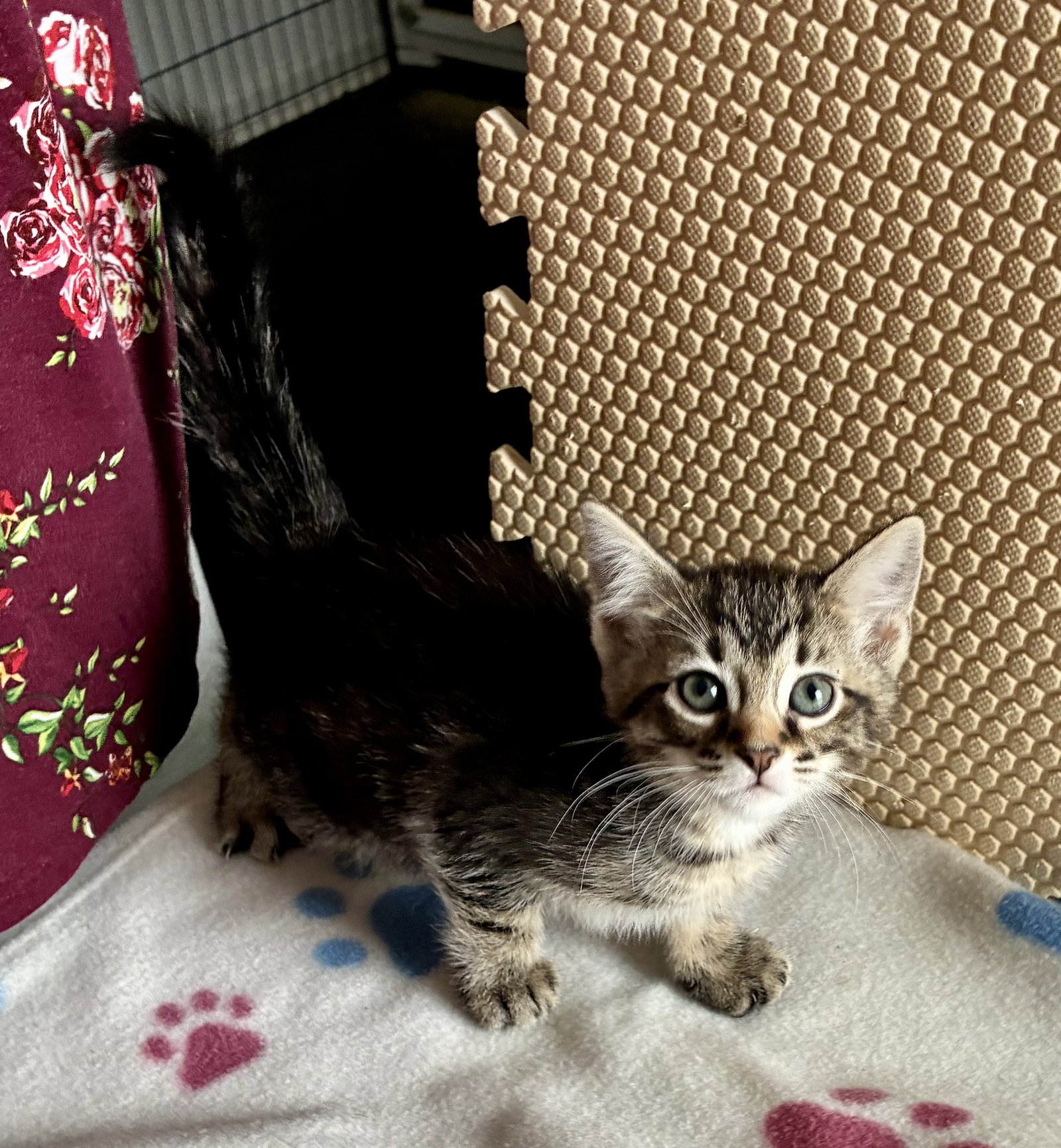 Petunia, photo 14