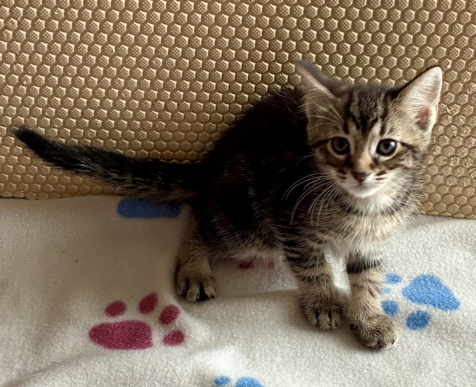 Petunia, photo 13