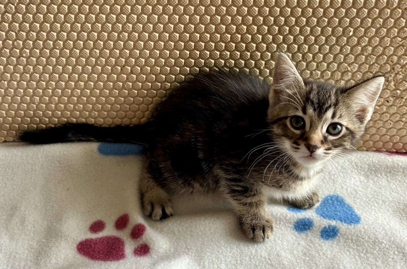 Petunia, photo 16