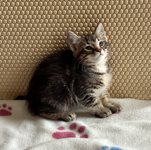 Petunia, an adoptable Domestic Short Hair in Lexington, SC