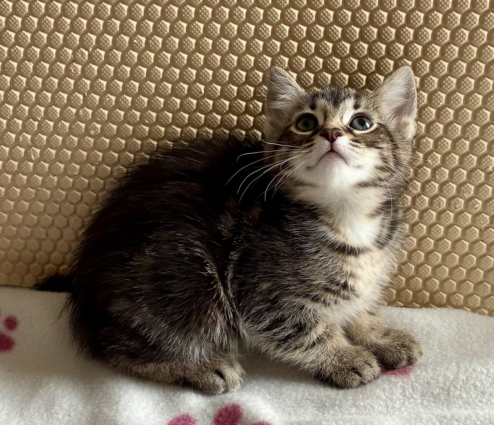 Petunia, photo 17