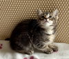 Petunia
