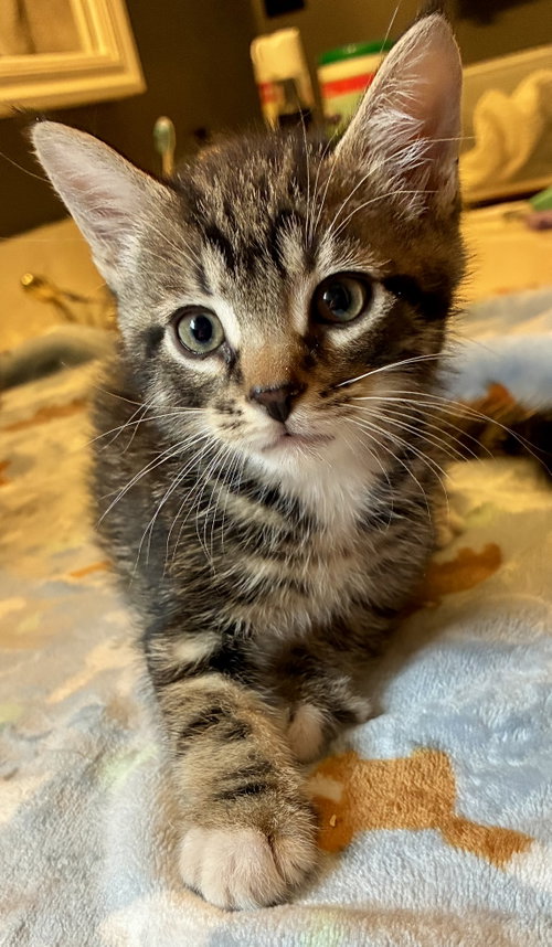 Callisto, an adoptable Domestic Short Hair in Lexington, SC