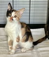 Darla