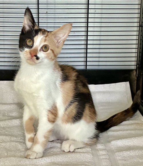 Darla, an adoptable Domestic Short Hair in Lexington, SC