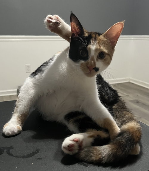 Darla, a cat for adoption from Cullen's Archangel RescuE, Inc.