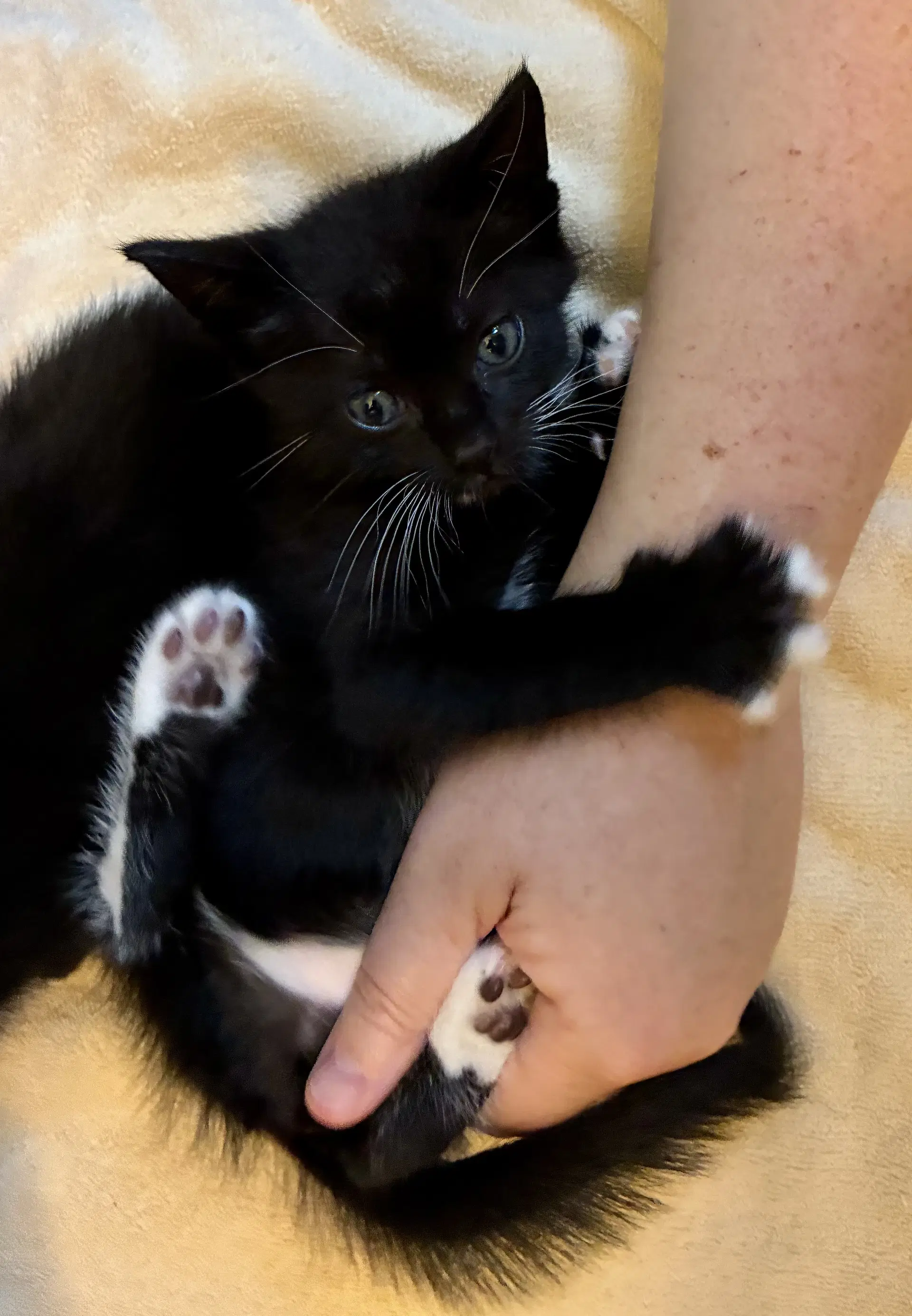 Penn - Tuxedo