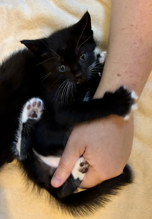 Penn, an adoptable Domestic Short Hair in Lexington, SC