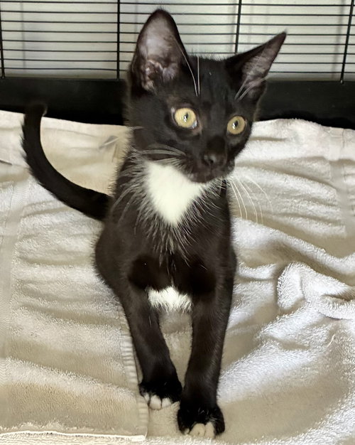 Penn, an adoptable Domestic Short Hair in Lexington, SC