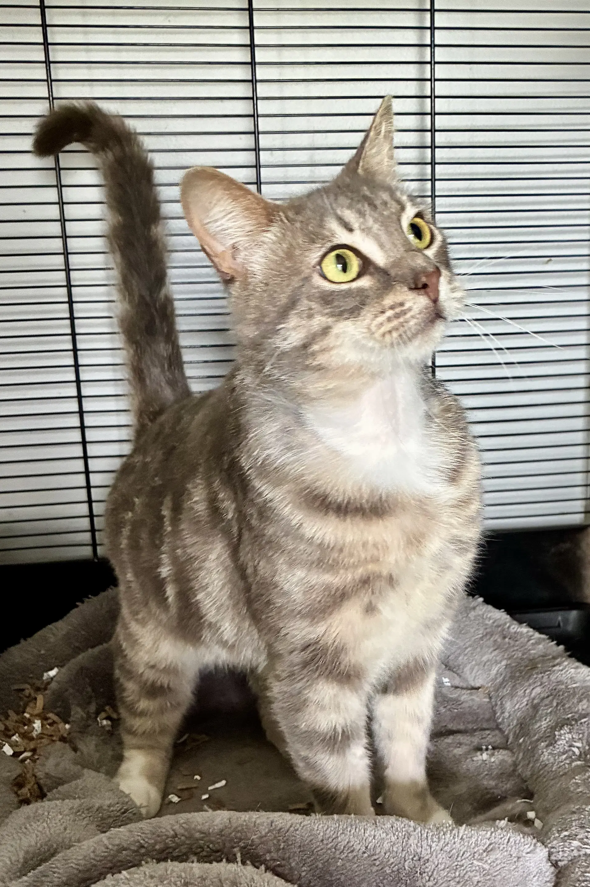 Theodore - Domestic Short Hair