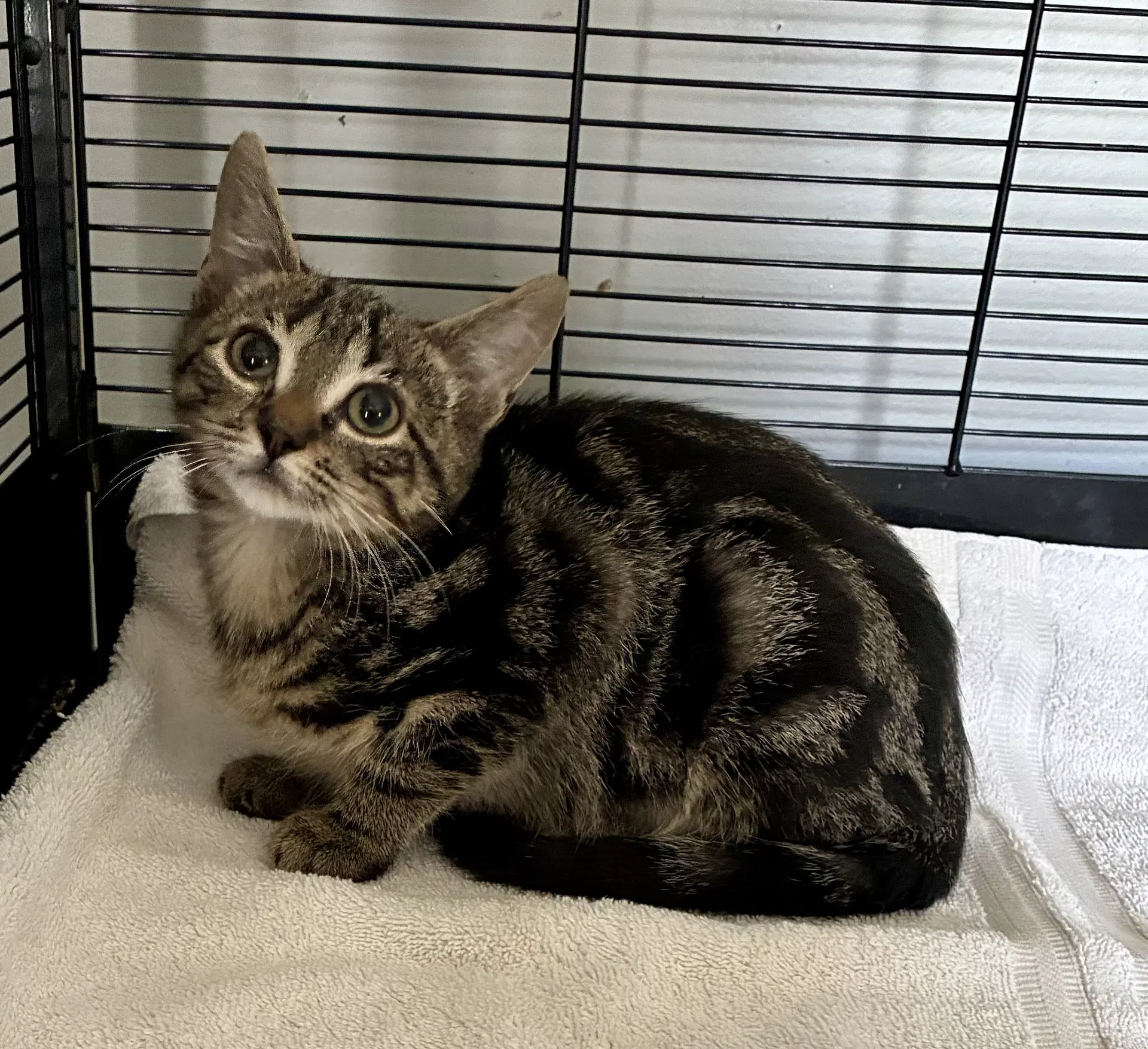 Splash - Domestic Short Hair