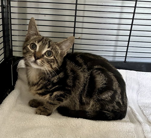 Splash, an adoptable Domestic Short Hair in Lexington, SC
