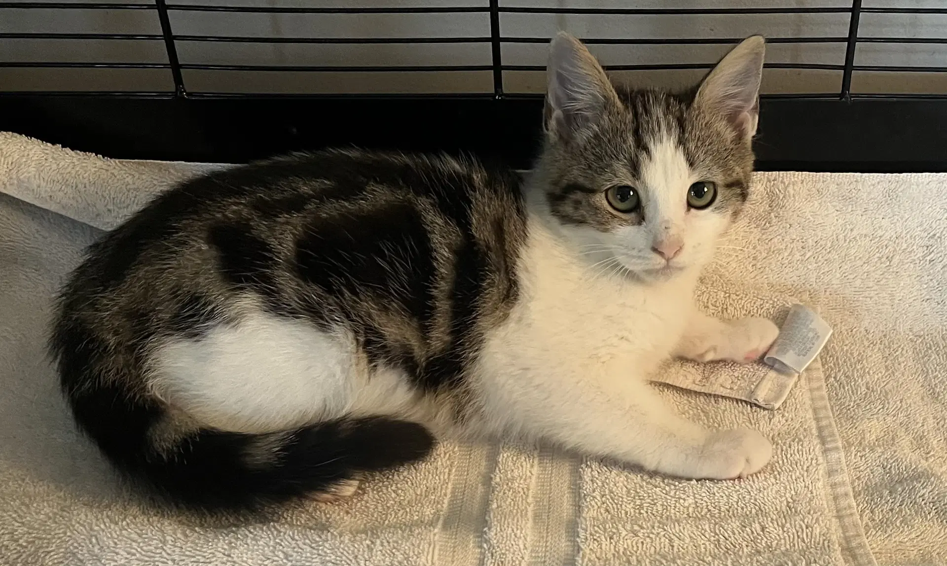 Flutter - Domestic Short Hair