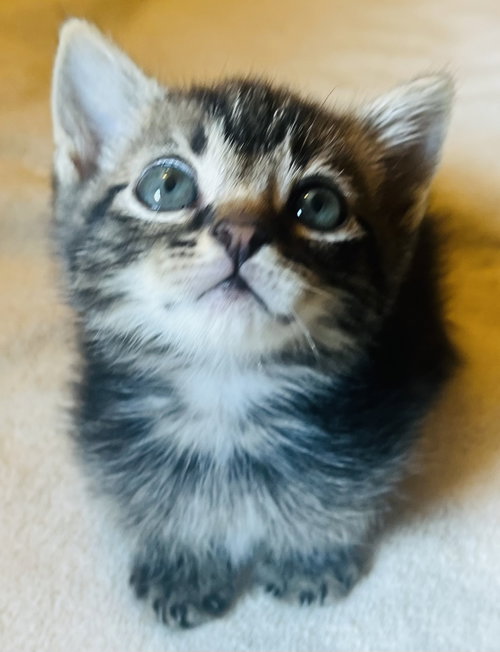Shrew, an adoptable Domestic Short Hair in Lexington, SC