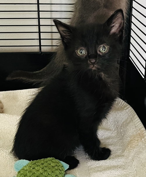 Lark, an adoptable Domestic Short Hair in Lexington, SC