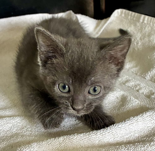 Dormouse, an adoptable Domestic Short Hair in Lexington, SC