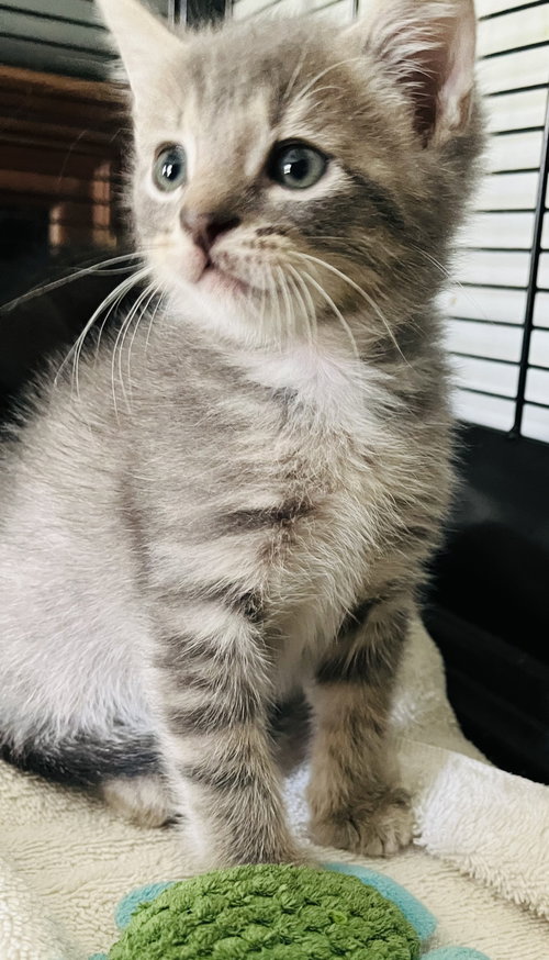 Toad, an adoptable Domestic Short Hair in Lexington, SC