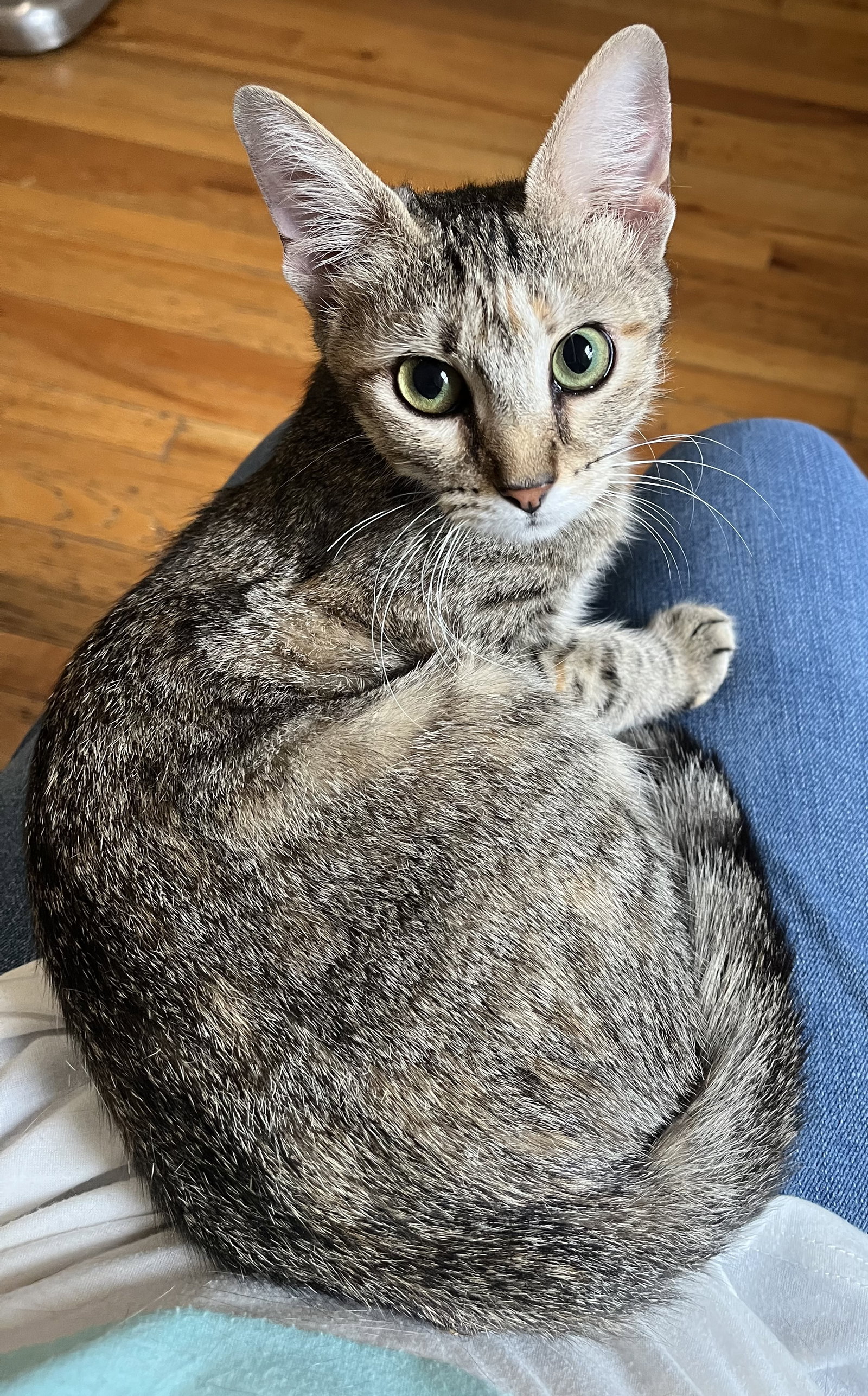 Fig, Egyptian Mau