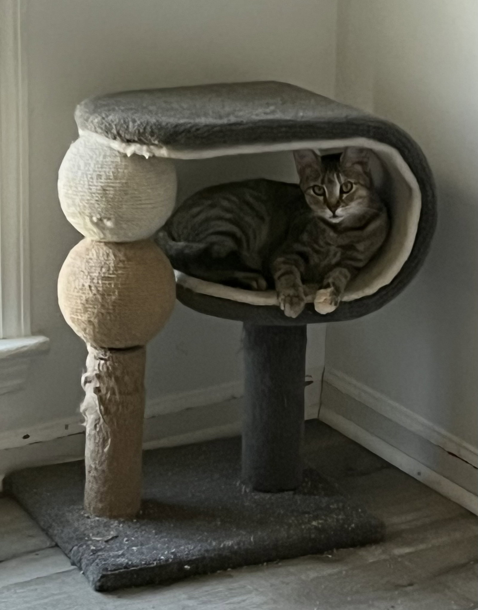 Fig, photo 10