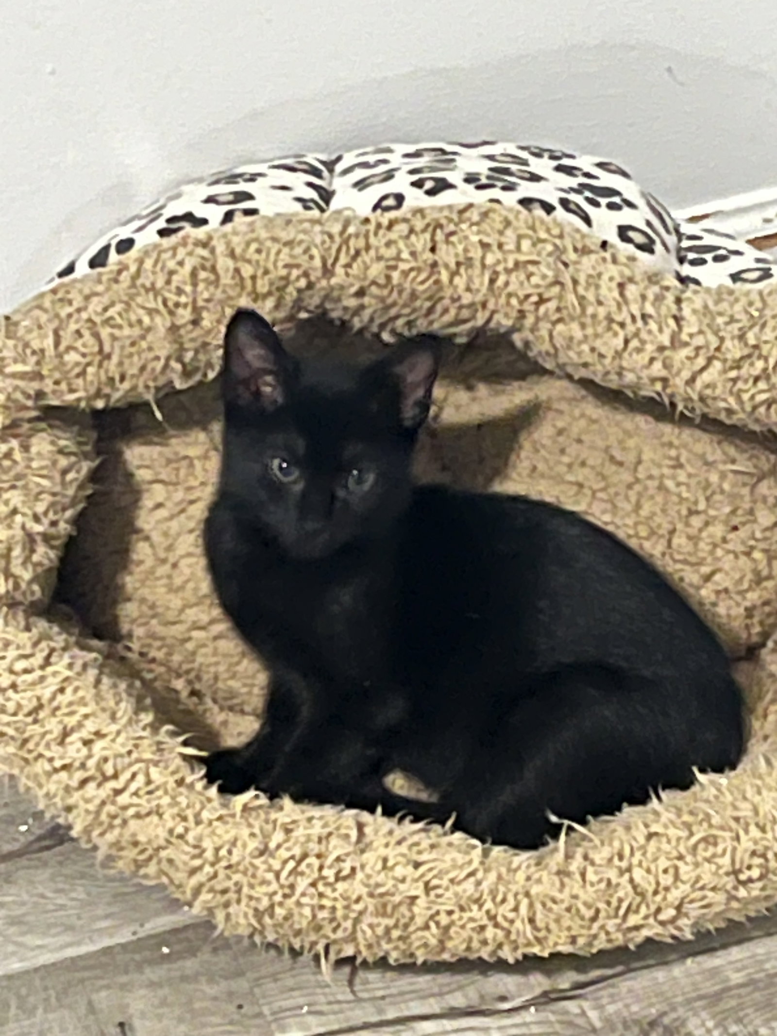Fizz, Domestic Short Hair