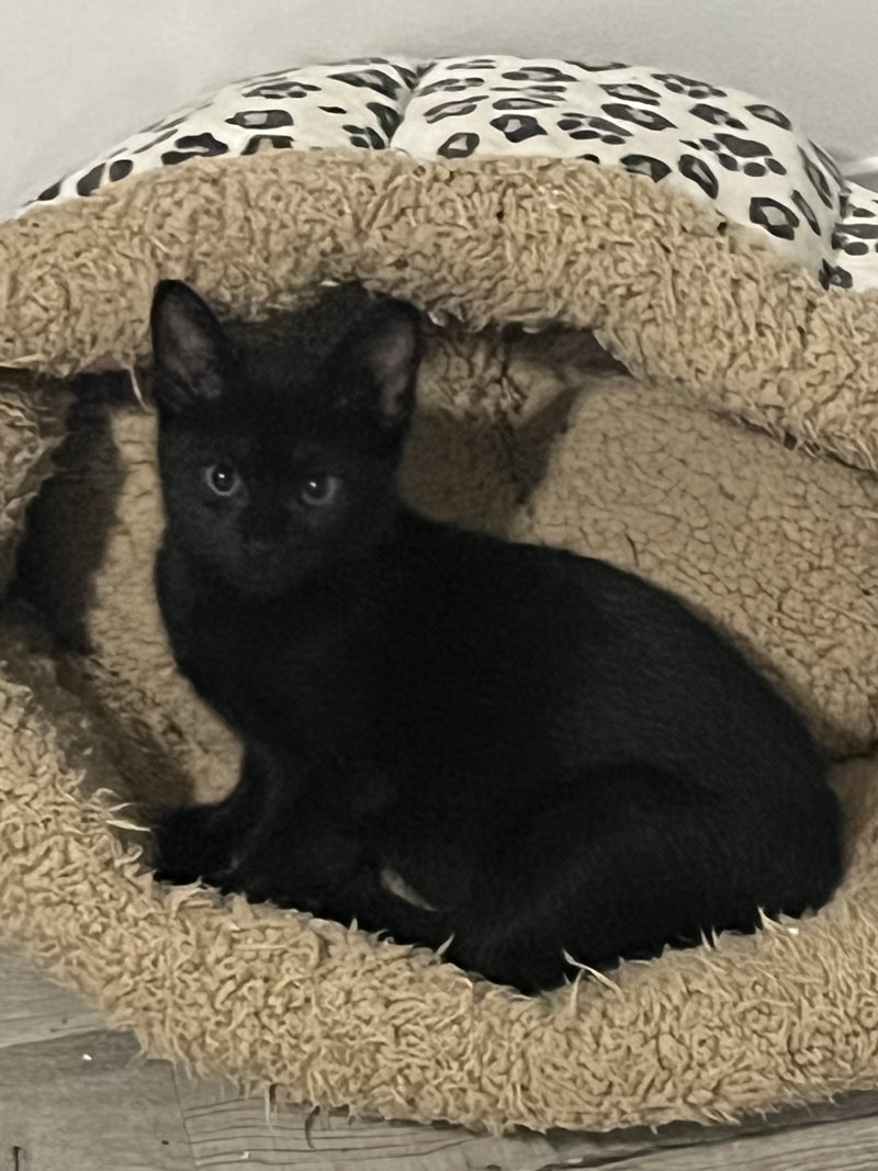 Fizz, an adoptable Domestic Short Hair / Mixed (short coat)