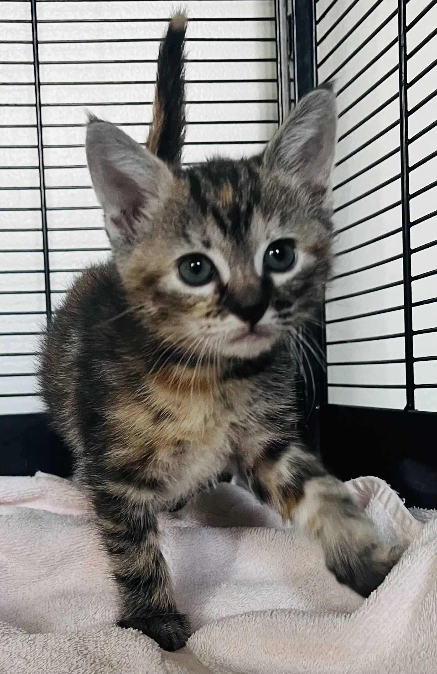 Pecan - Torbie
