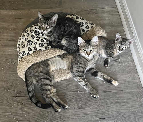 Pecan, an adoptable Torbie / Domestic Short Hair / Mixed (short coat)