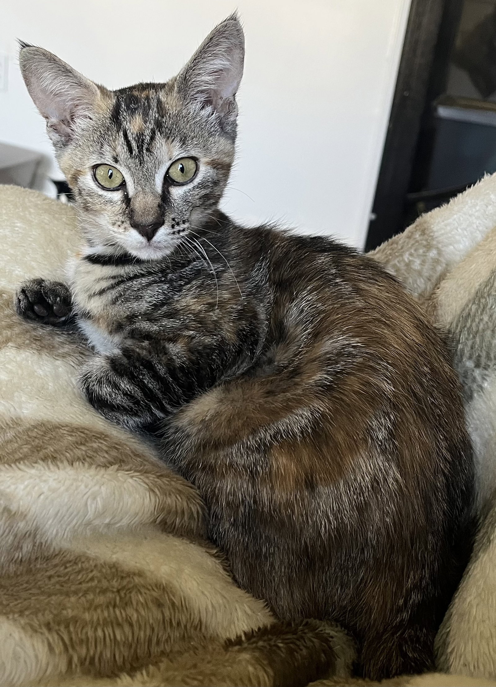 Pecan, photo 6