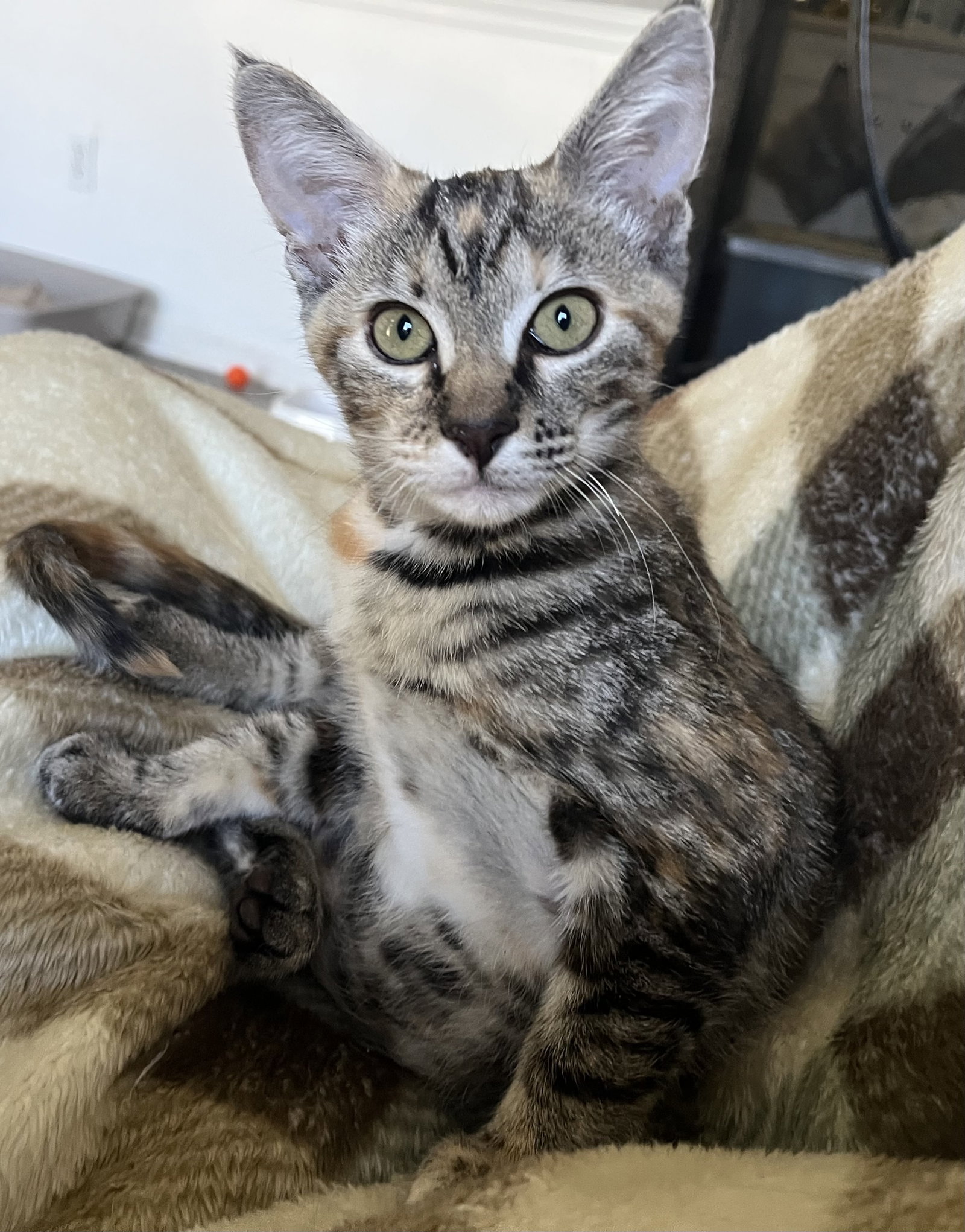 Pecan