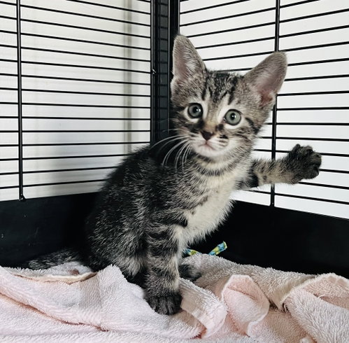 picture of the cat needing adoption