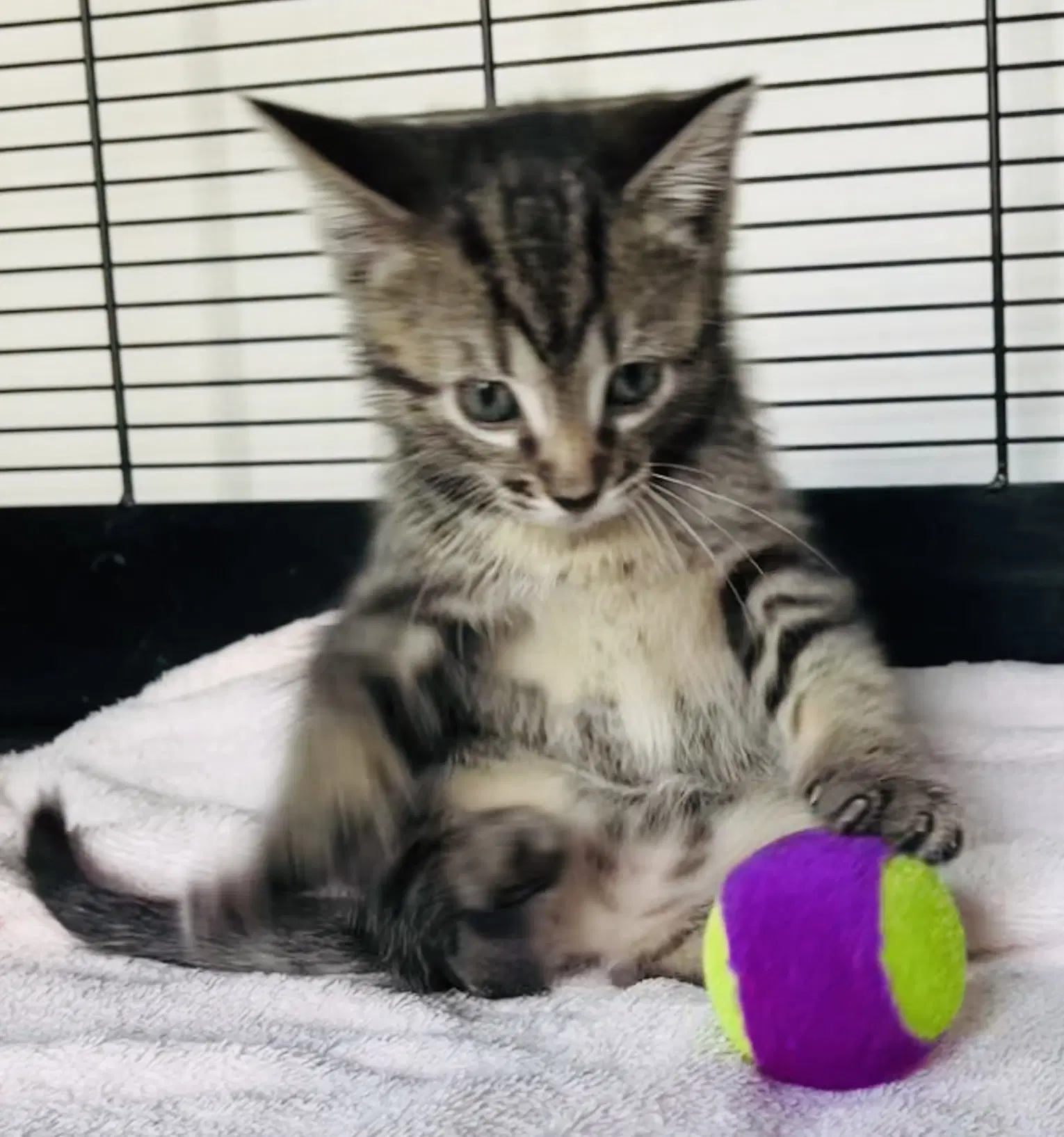 Loblolly - Tabby