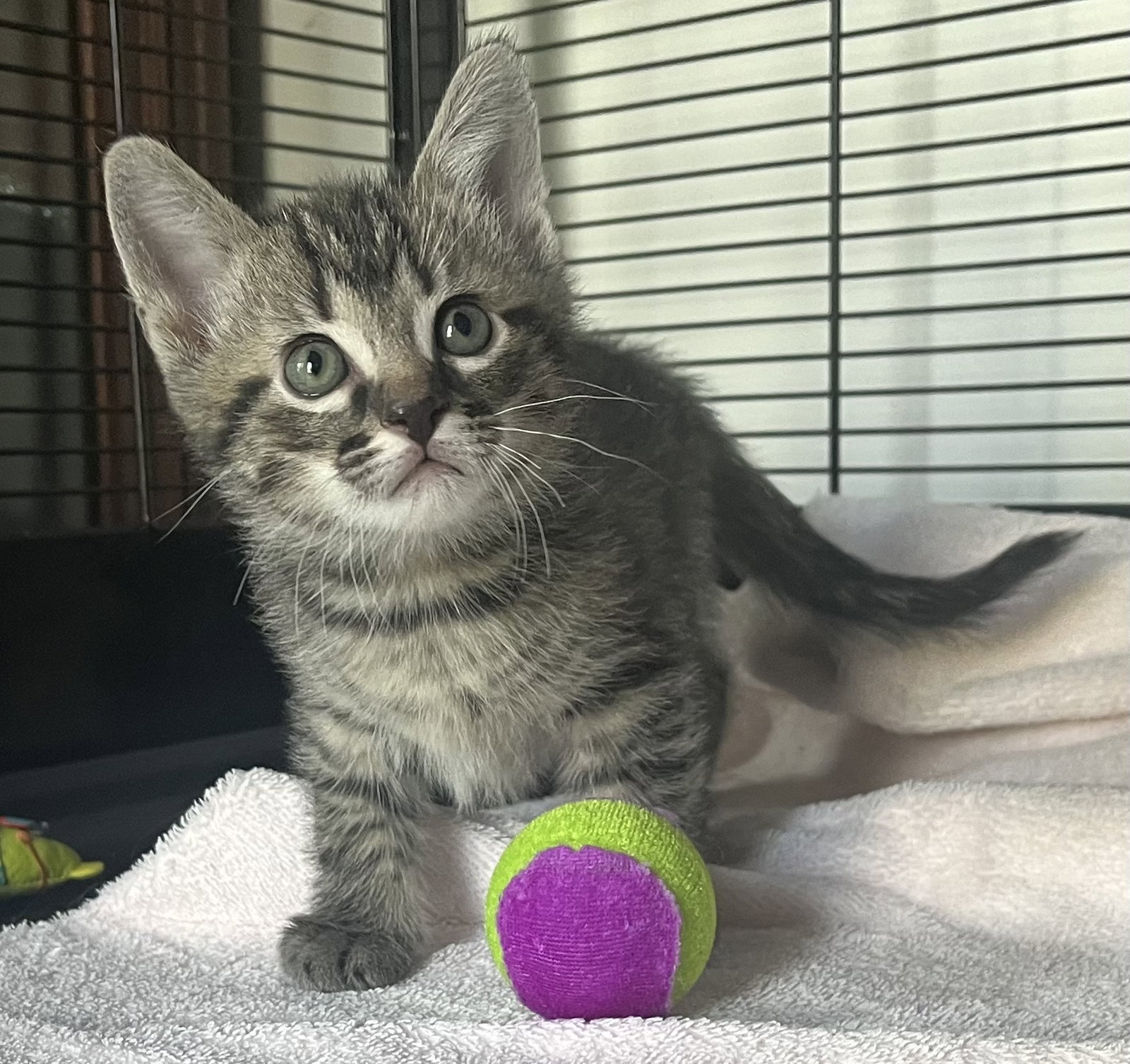 Dogwood, Tabby